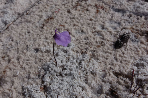 Utricularia lateriflora (Utricularia lateriflora)