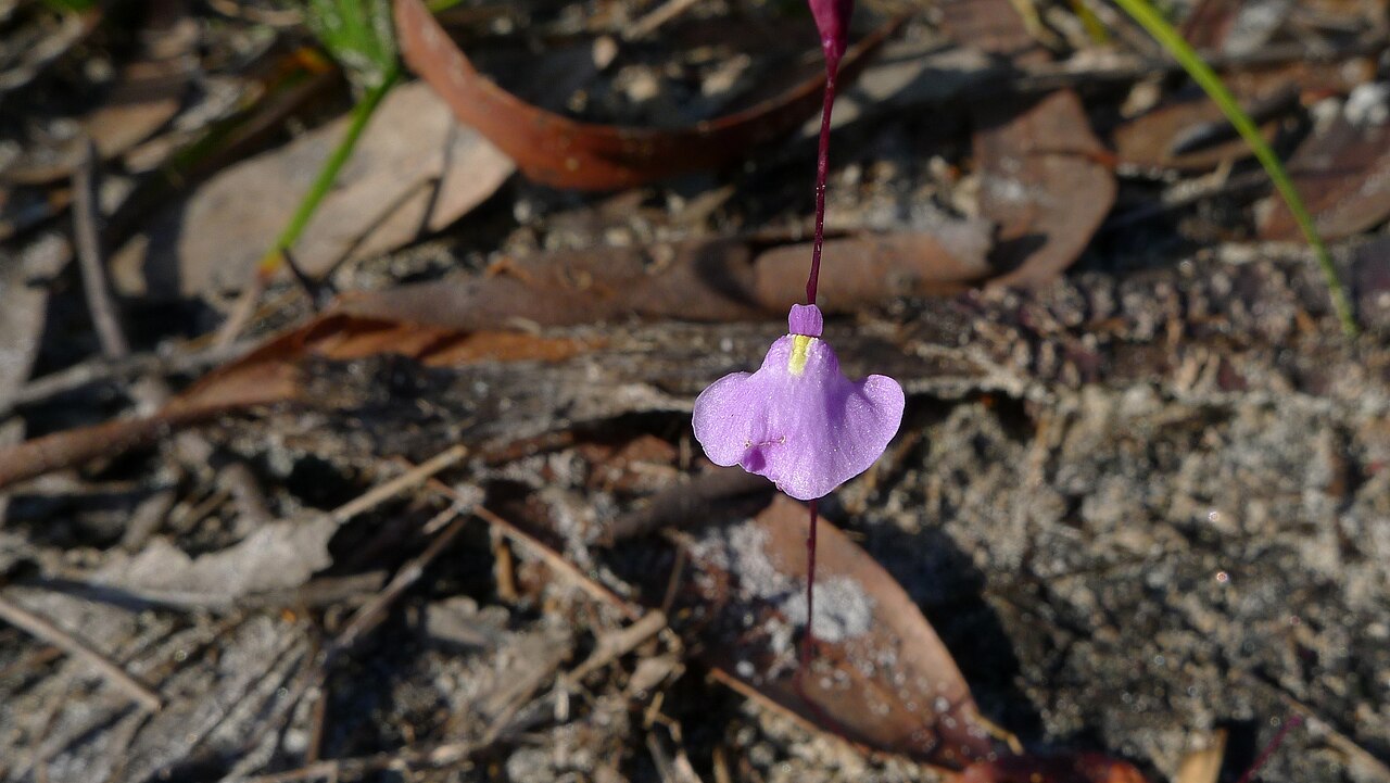 Utricularia lateriflora: Small Bladderwort, Utricularia lateriflora . Limeburners Creek National Park, NSW Australia, December 2013.