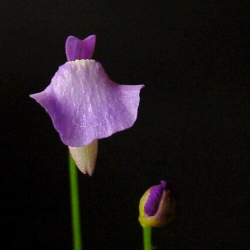Utricularia lateriflora: Utricularia lateriflora flower