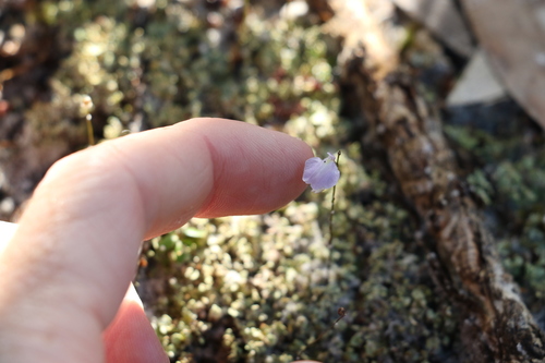 Utricularia lateriflora (Utricularia lateriflora)