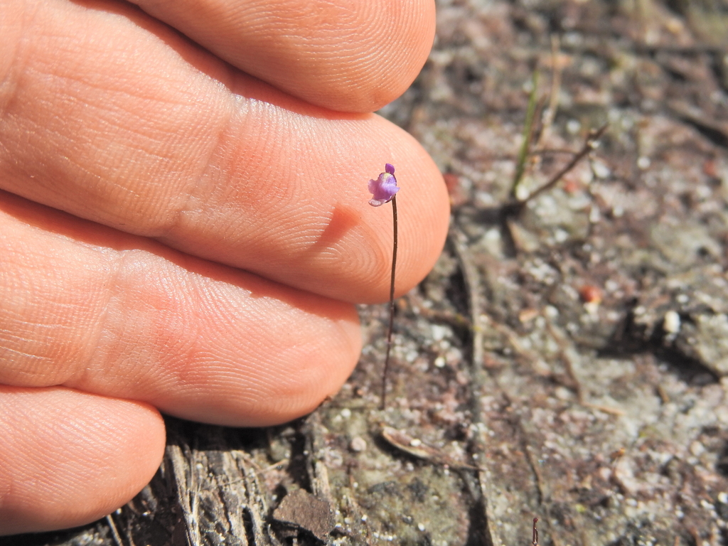 Utricularia lateriflora (Utricularia lateriflora)