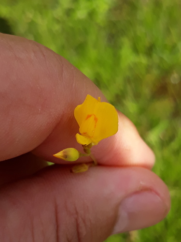 Utricularia laxa (Utricularia laxa)