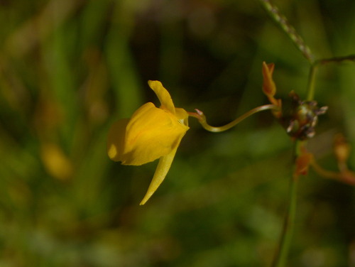 Utricularia laxa (Utricularia laxa)