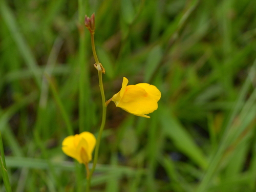 Utricularia laxa (Utricularia laxa)