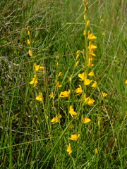 Utricularia laxa (Utricularia laxa)