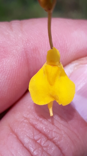 Utricularia laxa (Utricularia laxa)
