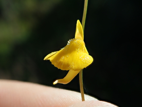 Utricularia laxa (Utricularia laxa)