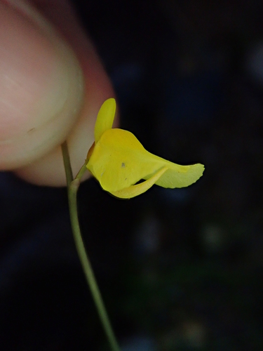Utricularia laxa (Utricularia laxa)