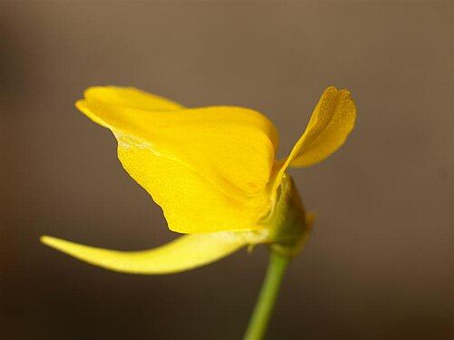 Utricularia laxa: Utricularia laxa