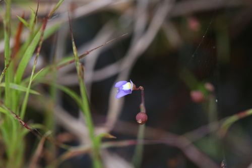 Utricularia limosa (Utricularia limosa)