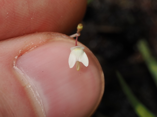 Utricularia limosa (Utricularia limosa)