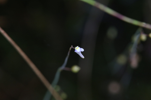 Utricularia limosa (Utricularia limosa)