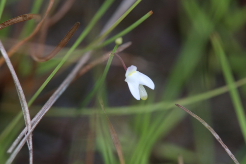 Utricularia limosa (Utricularia limosa)