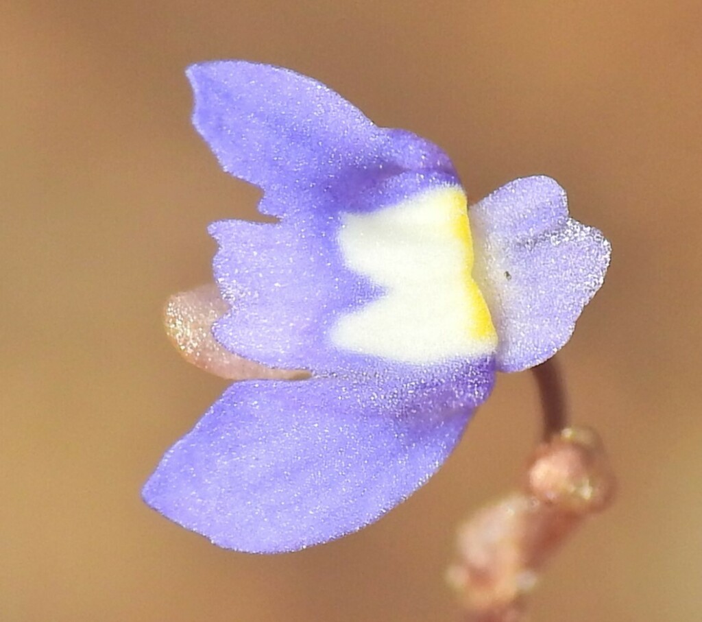 Utricularia limosa (Utricularia limosa)