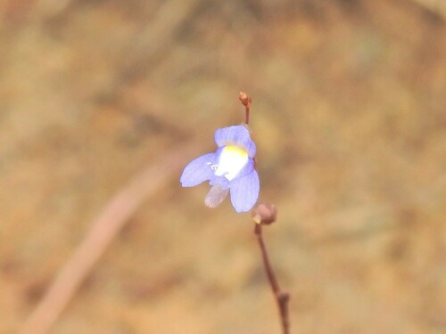 Utricularia limosa (Utricularia limosa)