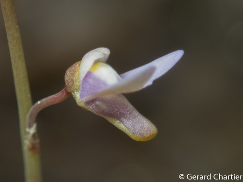 Utricularia limosa (Utricularia limosa)