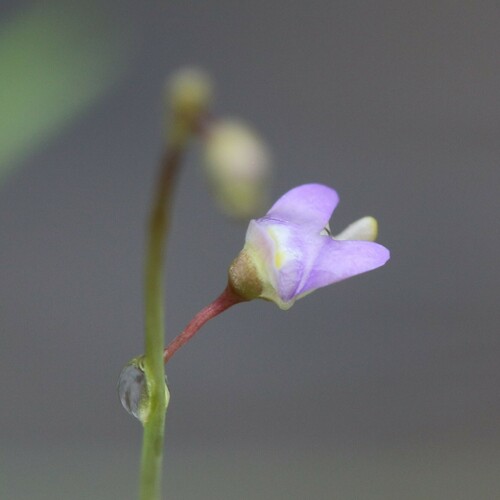Utricularia limosa (Utricularia limosa)