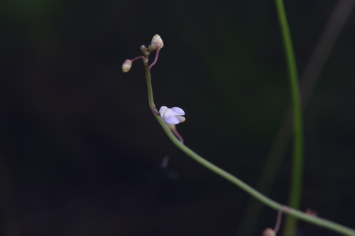 Utricularia limosa (Utricularia limosa)