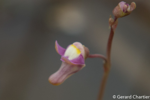 Utricularia limosa (Utricularia limosa)