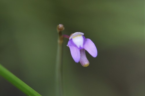 Utricularia limosa (Utricularia limosa)