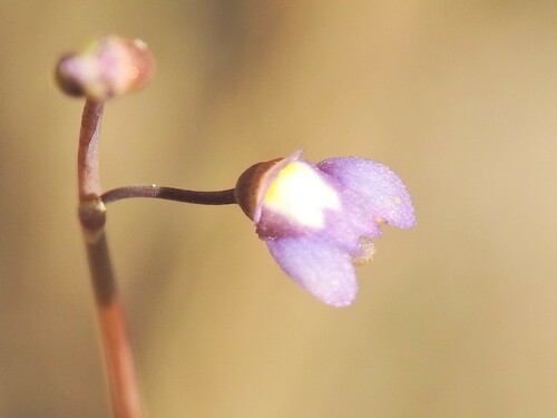 Utricularia limosa (Utricularia limosa)