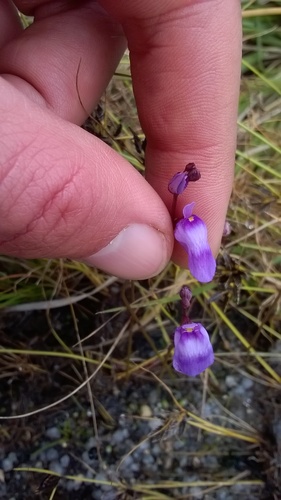 Utricularia livida (Utricularia livida)