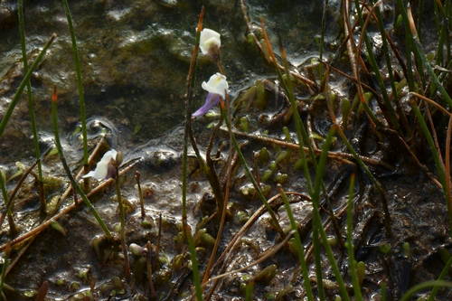 Utricularia livida (Utricularia livida)