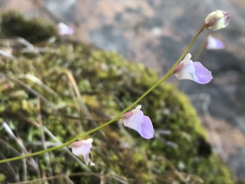 Utricularia livida (Utricularia livida)