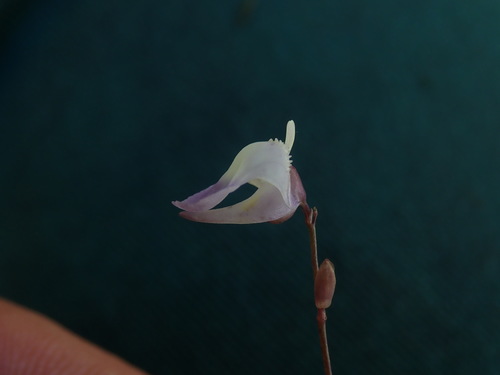 Utricularia livida (Utricularia livida)