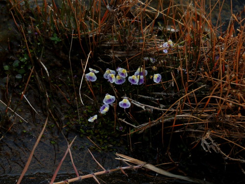 Utricularia livida (Utricularia livida)