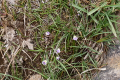 Utricularia livida (Utricularia livida)