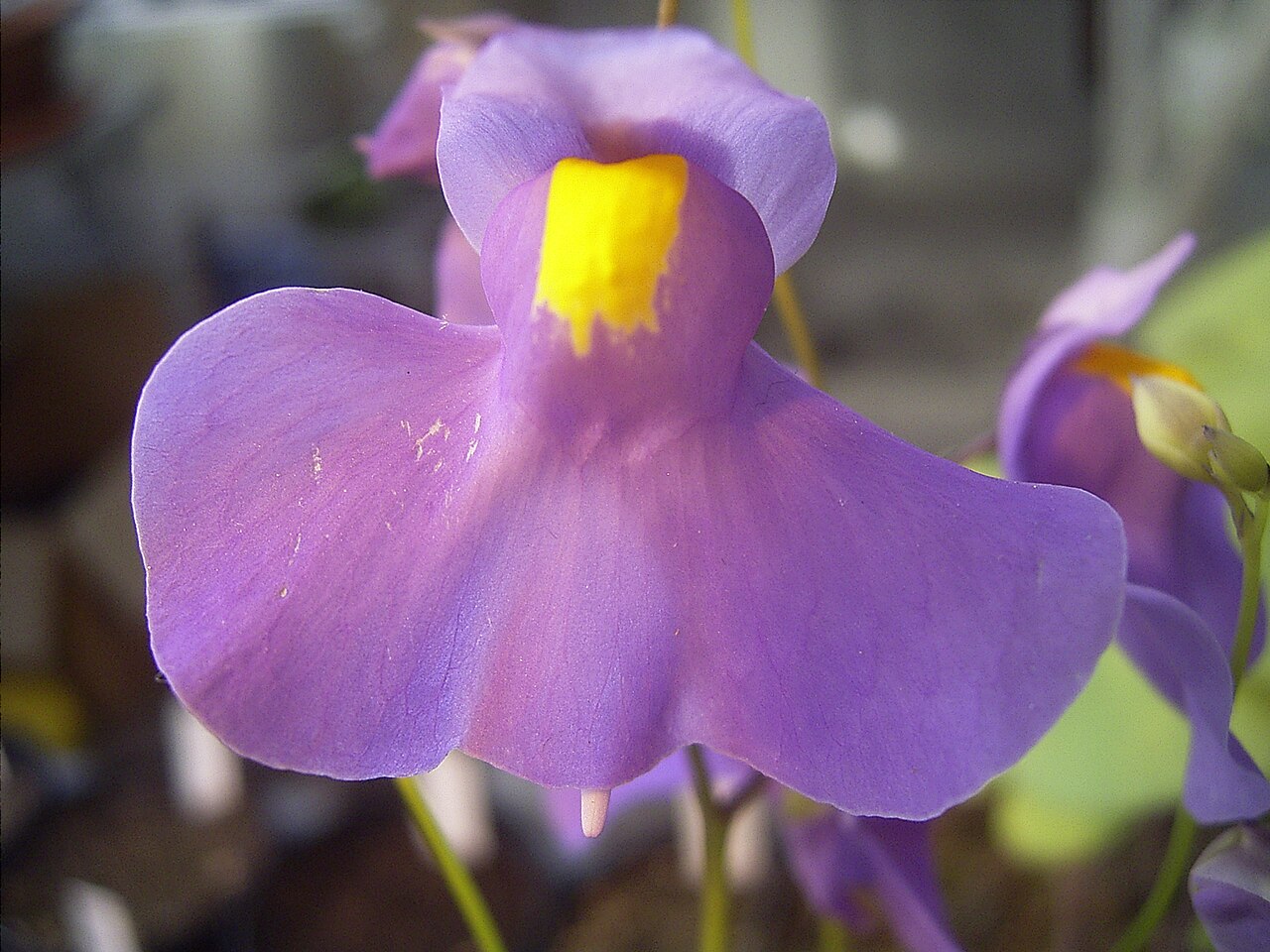 Utricularia longifolia: Utricularia longifolia flora