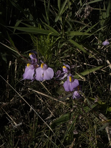 Utricularia longifolia (Utricularia longifolia)