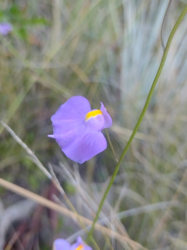 Utricularia longifolia (Utricularia longifolia)