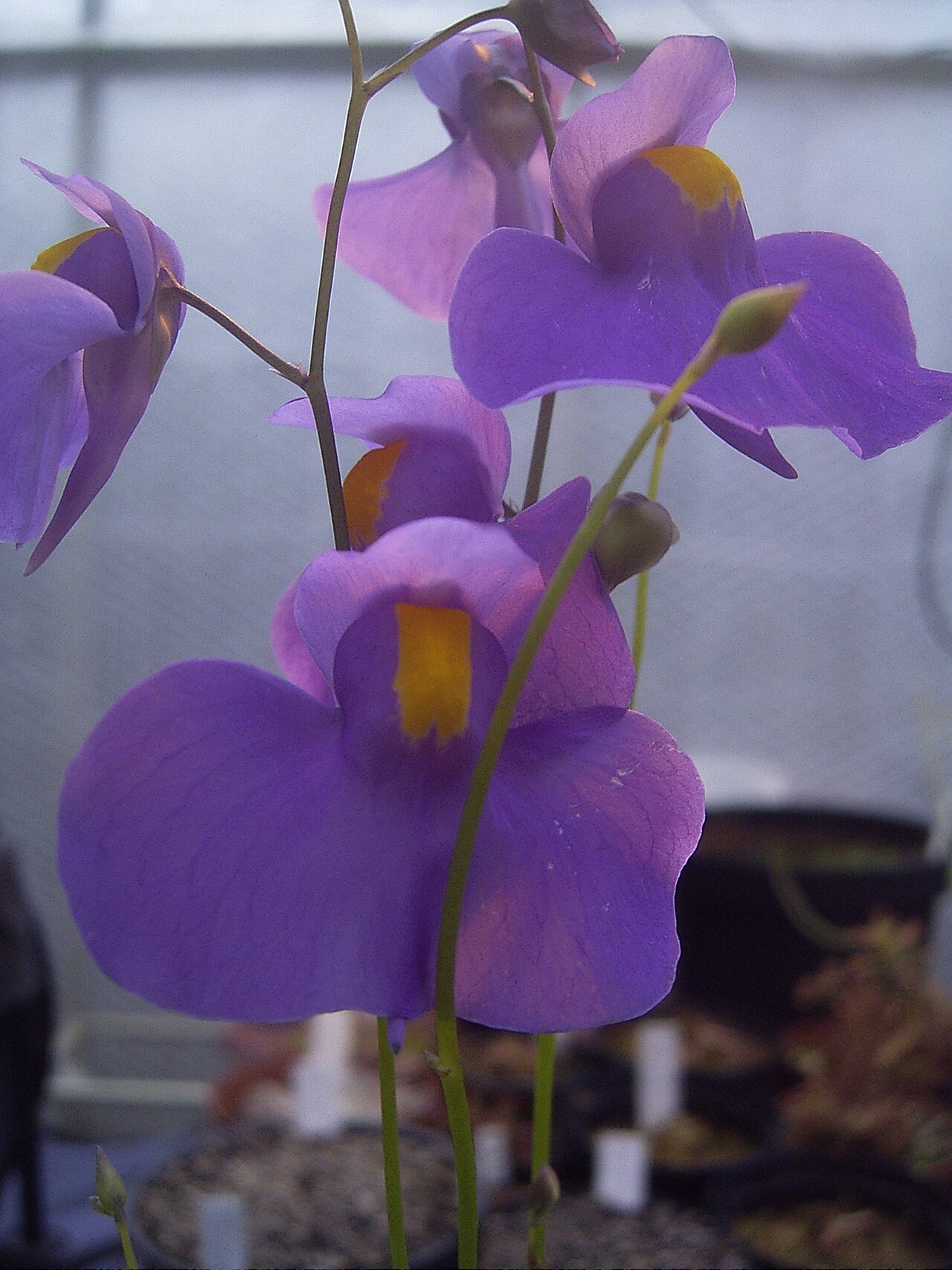 Utricularia longifolia: Utricularia longifolia inflorescence