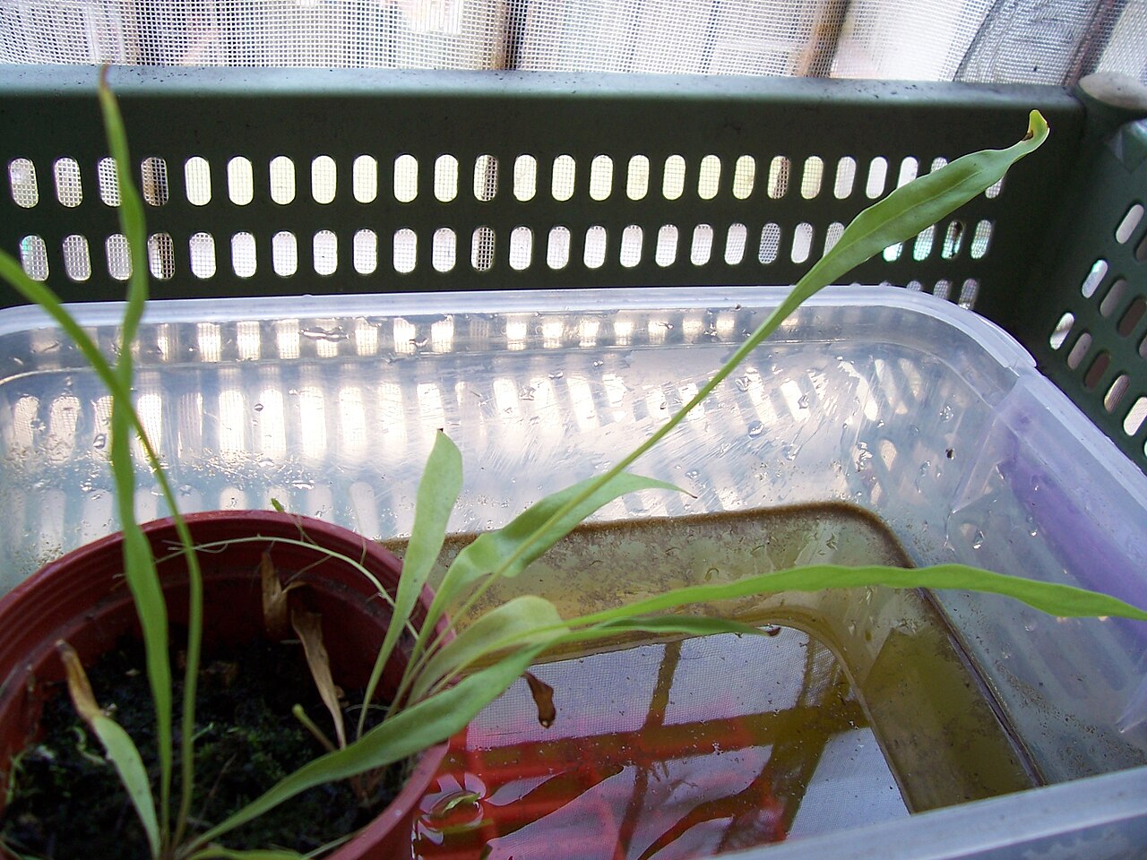 Utricularia longifolia: Utricularia longifolia ' s leaves