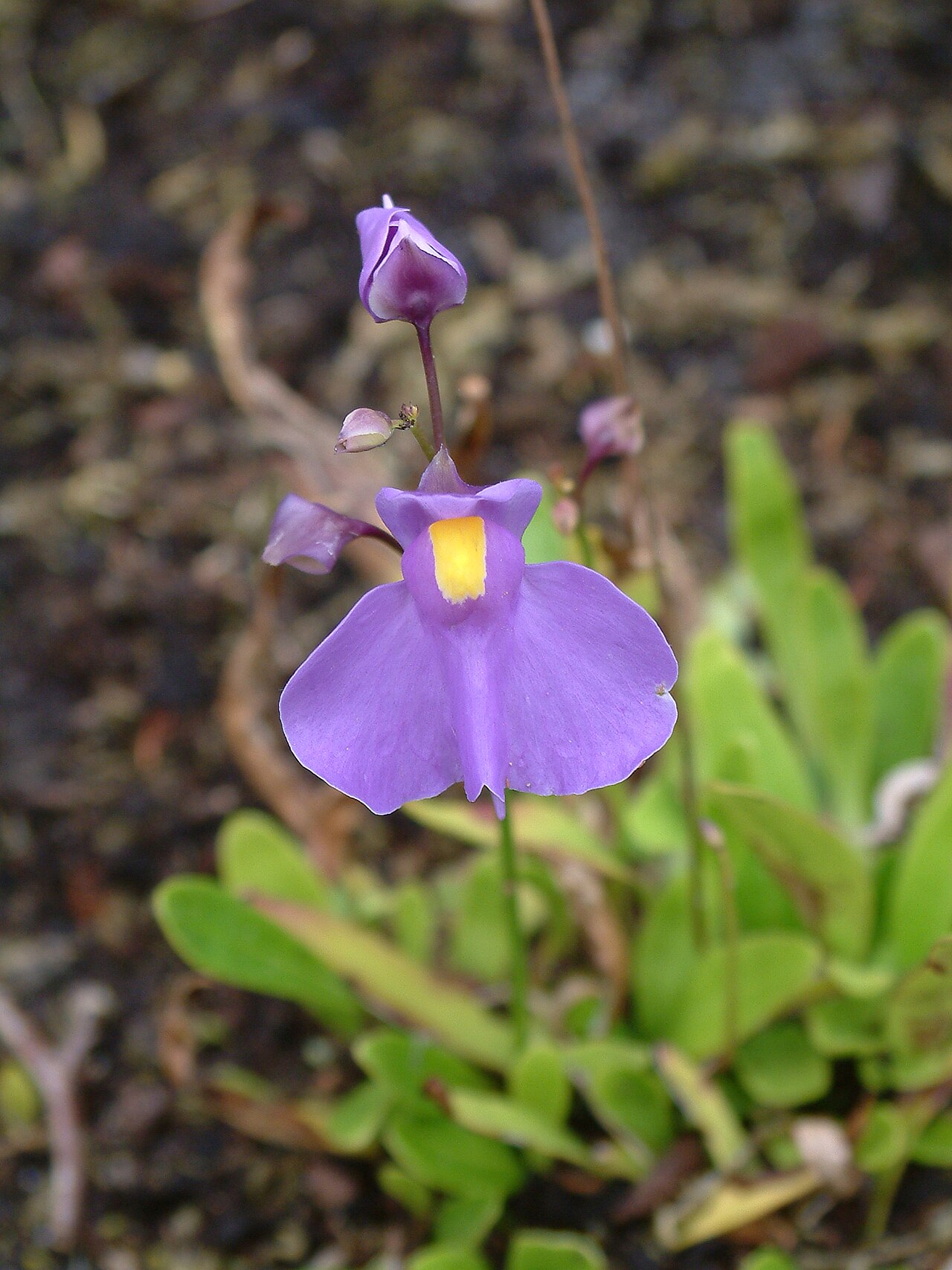 Utricularia longifolia: Utricularia longifolia