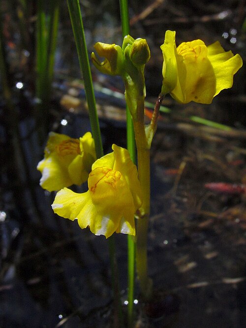 Common bladderwort: Utricularia macrorhiza flowering in situ near Wright's Lake, California.