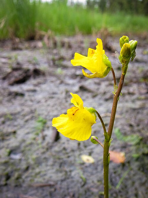 Common bladderwort: Utricularia macrorhiza