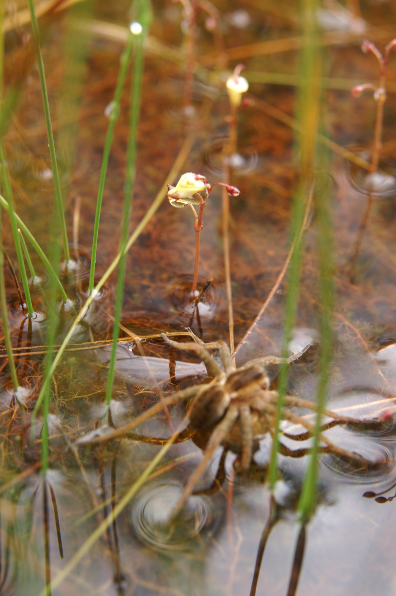 Lesser bladderwort: Mala mešinka v Žejni dolini (Hotederščica).