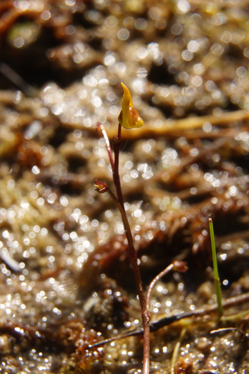 Lesser bladderwort: Mala mešinka v Godičevem.