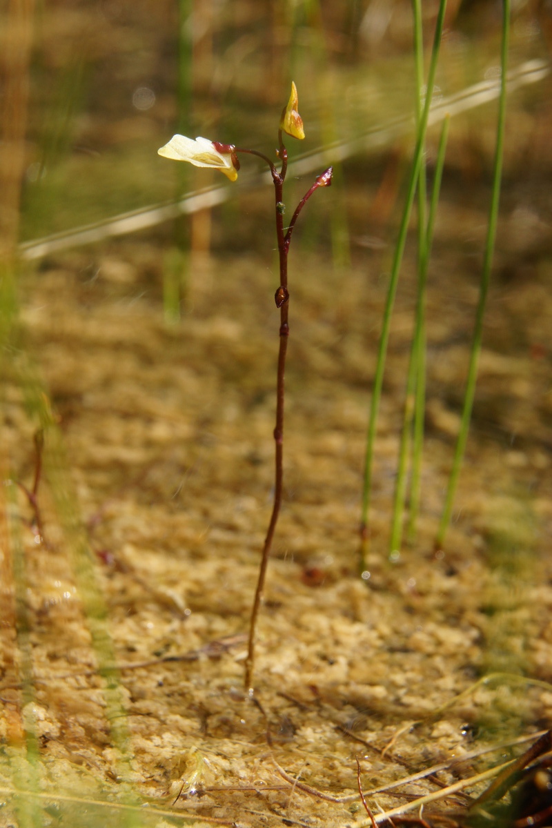 Lesser bladderwort: Mala mešinka v Godičevem.