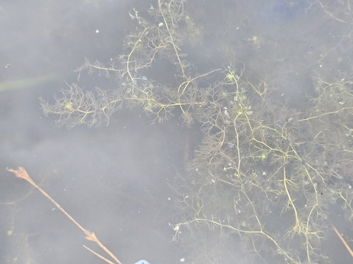 Lesser bladderwort (Utricularia minor)