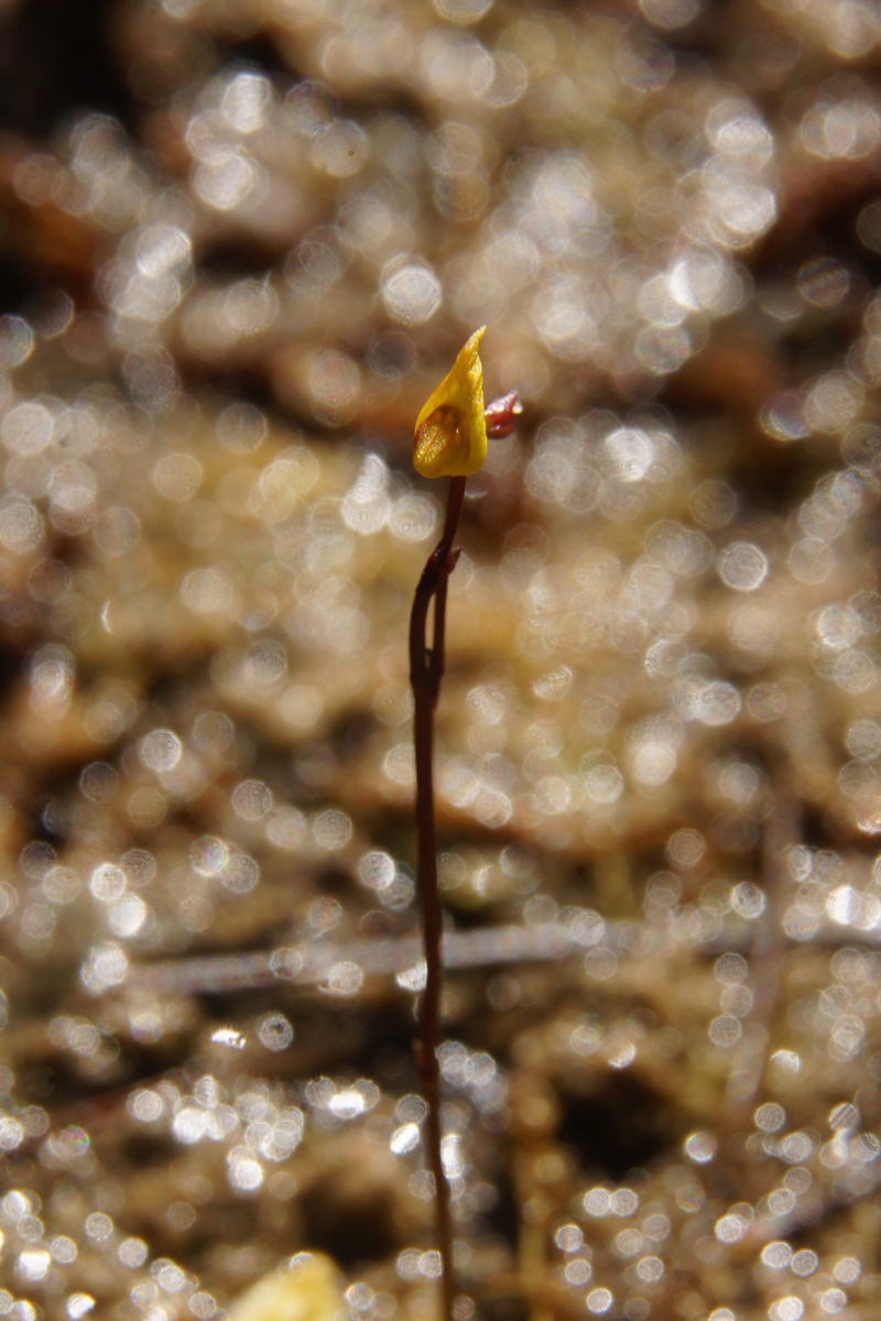 Lesser bladderwort: Mala mešinka v Godičevem.