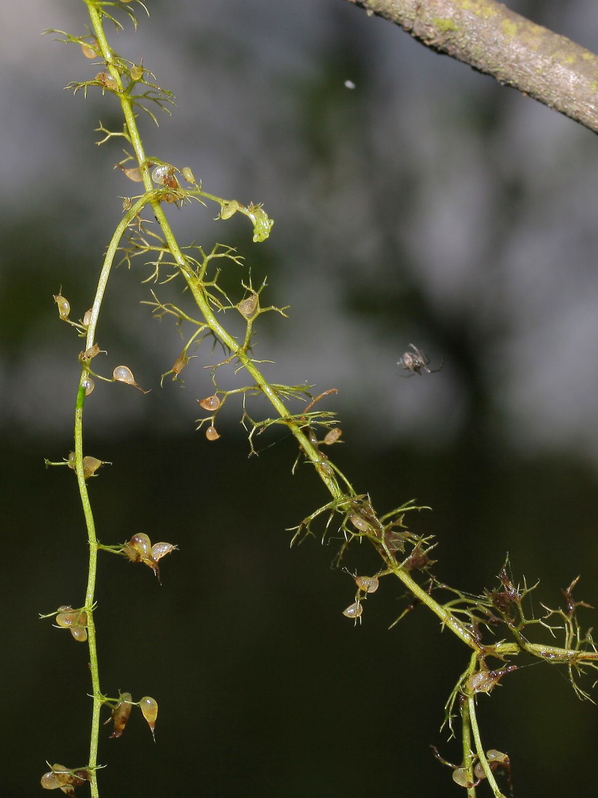 Lesser bladderwort: Kleiner Wasserschlauch Utricularia minor