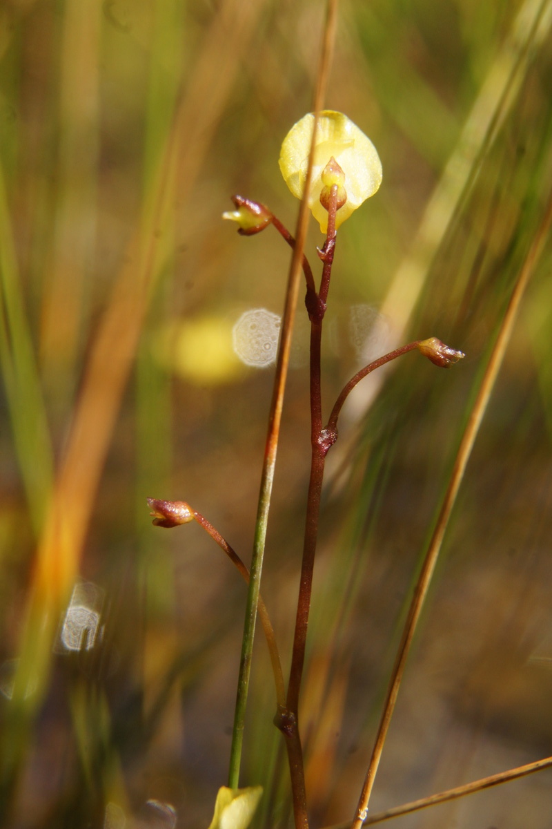 Lesser bladderwort: Mala mešinka v Godičevem.