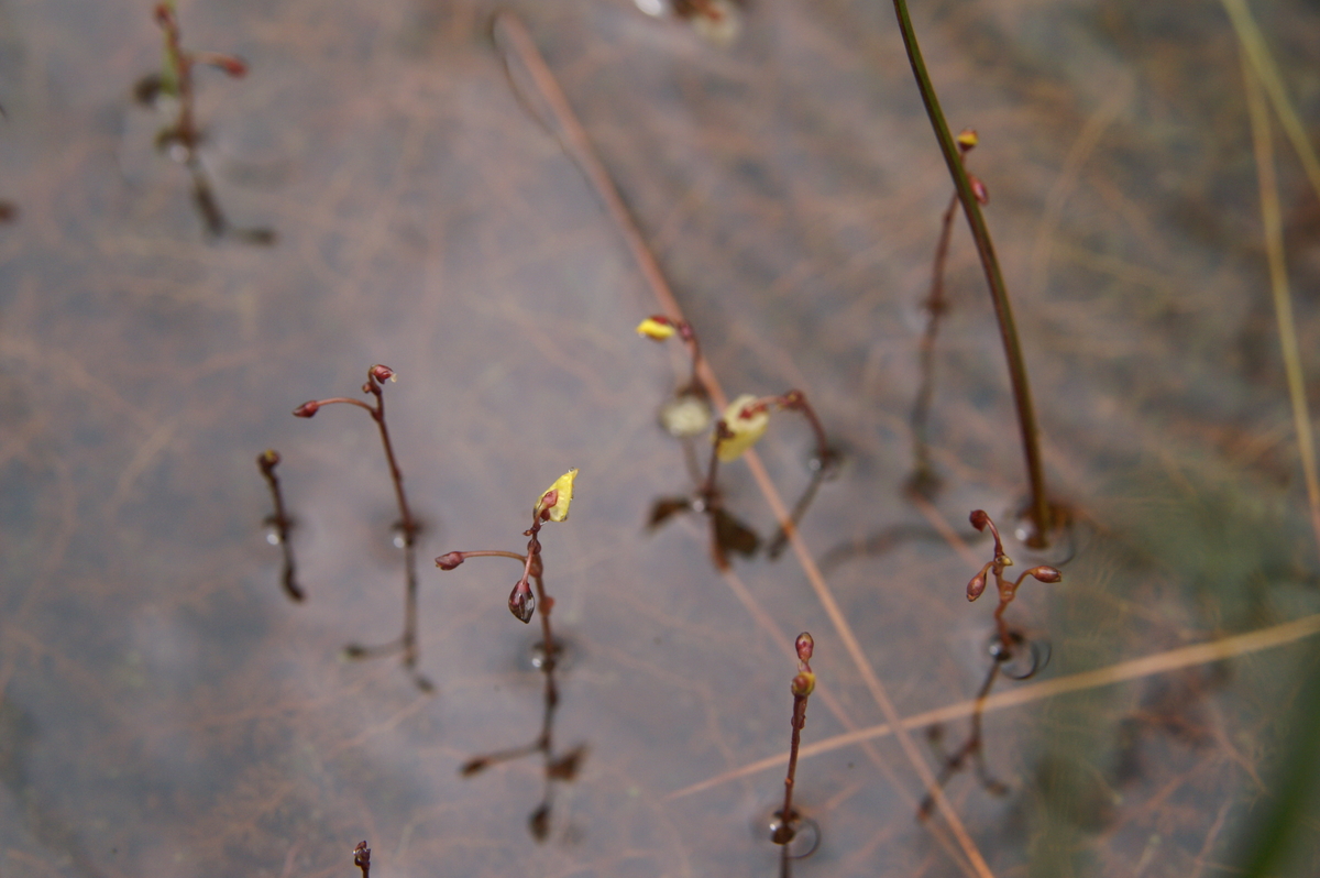 Lesser bladderwort: Mala mešinka v Žejni dolini (Hotederščica).