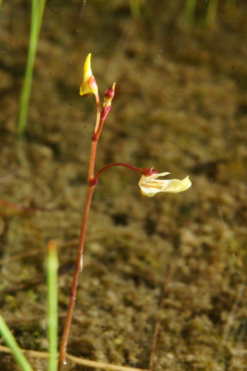 Lesser bladderwort: Mala mešinka v Godičevem.