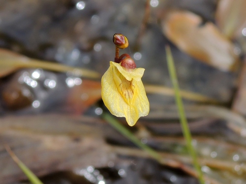 Lesser bladderwort (Utricularia minor)