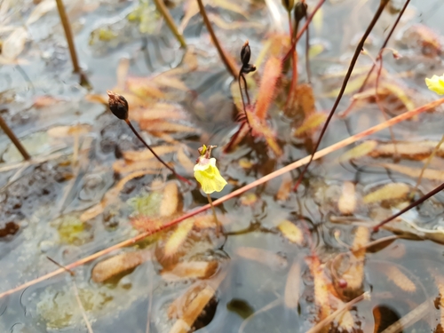 Lesser bladderwort